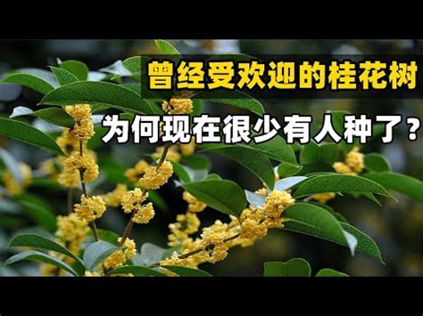 後院種樹風水|【後院種樹風水】後院種樹風水妙招！4種旺宅添福樹、3種大忌樹。